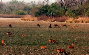 Le Niokolo-Koba sur la liste rouge de l’Unesco des parcs en péril dans le monde