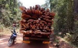 Trafic illicite de bois: Le double jeu de la Gambie face au Sénégal