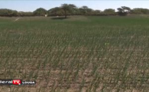 Maodo Kâ: La révolution de l'agriculture avec le goutte-à-goutte et le solaire