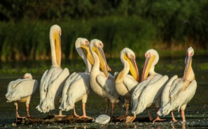 Mort de 750 pélicans blancs dont 740 jeunes et 10 adultes au Parc de Djoudj