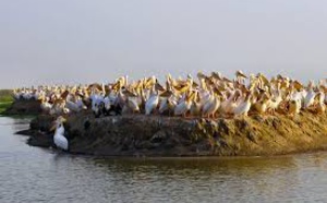 Parc de Djoudj: C'est la grippe aviaire qui a tué les 750 pélicans