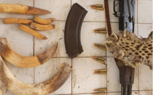 Tambacounda/ Criminalité faunique: Des peaux de léopards, des ivoires d’hippopotame, une arme de guerre saisis, trois suspects arrêtés