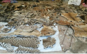 Tambacounda: Les trois trafiquants de faune condamnés