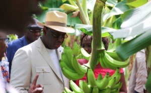 "Embargo" de la Guinée sur les fruits: Pénurie de bananes à Dakar !