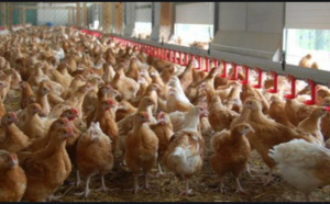 Grippe aviaire: La surveillance maintenue malgré la maîtrise du foyer de Pout