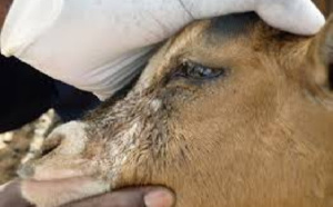 Les calamités s’enchaînent: La peste des petits ruminants détectée à Kédougou, 200 animaux morts