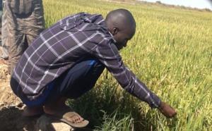 Campagne agricole : les quantités d'engrais et de semences d’arachide augmentées (ministre)