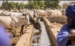 Résilience des systèmes pastoraux: La Banque mondiale débloque 209,5 milliards FCfa pour les pays du Sahel