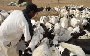 Les éleveurs du Sénégal jugent très court le délai de 5 mois pour l’élaboration du code Pastoral