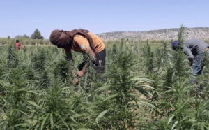 Thiès: La Brigade régionale de stupéfiants met la main sur 240 kg de cannabis