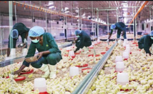 Agro-industrie: Une intensification des aménagements agricoles encouragée