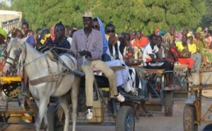 Vers une ruralisation de Dakar: Après les charrettes à cheval, les ânes arrivent !