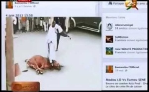 [Regardez!] Tapha Tine s'insurge contre le boeuf égorgé et renvoie la balle à Balla Gaye 2