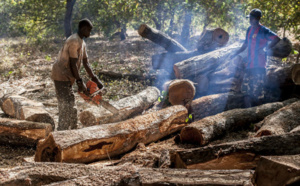 Casamance / Coupe illicite de bois: Près de 94 millions FCfa de recettes en 2020