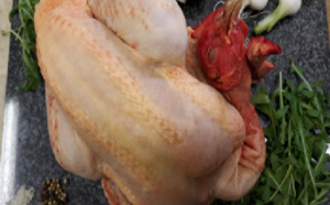 Dernier virage avant la Korité: Quand la grippe aviaire menace le commerce de poulets