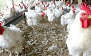 Korité 2021: Les prix flambent, un million de poulets manquent à l'appel