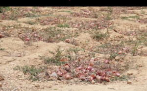 Pénurie d'eau: Darou Khoudoss a soif et interpelle le Chef de l'Etat