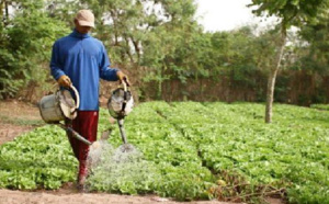 Financement de la campagne agricole à Vélingara : 173 millions pour les ménages vulnérables de Saré Coly Sallé