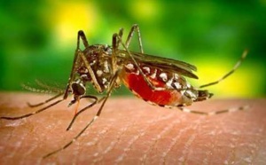 Pourquoi les moustiques vous piquent (ou vous évitent)?