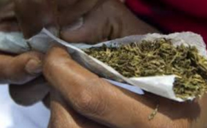 Saisie de 237 kg de chanvre indien dans la zone de Niafran