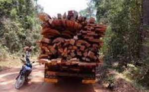 Trafic de bois en Casamance: 45.000 ha de forêts perdus chaque année