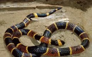Un serpent jaillit de la chaise anglaise au moment où elle faisait ses besoins…