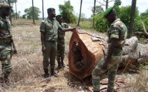 Haïdar El Ali: "Le Sénégal perd 45000 ha de forêts chaque année, les pilleurs ont gagné 140 milliards en...