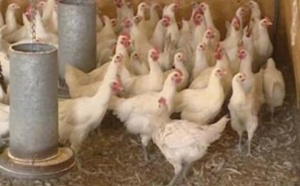 Fête de Korité : Une pluie de poulets sur les marchés de Dakar annoncée 