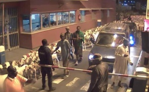 Autoroute à péage: Un troupeau de moutons de Farba Ngom en divagation, signalé