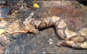 [Vidéo] Un serpent meurt après s’être fait couper la tête. Regardez (âmes sensibles s’abstenir)