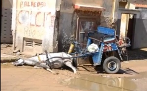 [Vidéo] Un cheval mort électrocuté à Saint Louis, le propriétaire parle de….