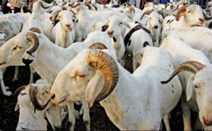 Cent trente mille moutons déjà disponibles à Diourbel