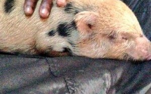 Balotelli adopte un cochon