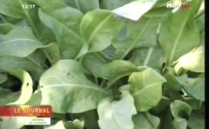 Journal de la Santé du vendredi 06 Septembre 2013 (Walf-Tv)