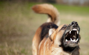 Hamo 5 : Un chien errant fait 2 victimes avant d’être maitrisé et tué