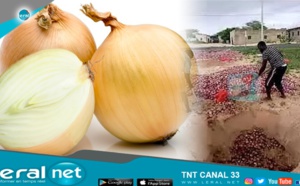 Louga: Des paysans enterrent des tonnes d'oignons, faute d'acheteurs