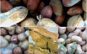 Le Bassin arachidier face aux conséquences annuelles d’une contamination : 62 milliards perdus du fait de l’aflatoxine