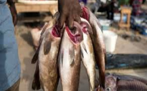Rareté du poisson: Même les vendeurs tirent le diable par la queue
