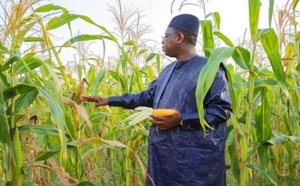 Goulots d’étranglement de la politique alimentaire du pays: les recommandations de CICODEV Afrique au Sénégal