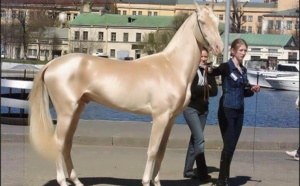 Photo : Voici le plus beau cheval du monde.