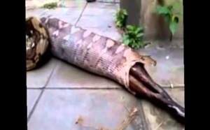 Vidéo: Un serpent régurgite un chien qu’il avait entièrement avalé.