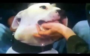 [Vidéo] Une présentatrice attaquée en direct par un chien