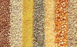 Fouladou Les premières récoltes déjà sur le marché