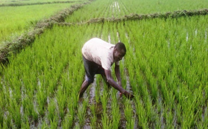 Amadou Methiour Ndiaye, Ingénieur Agronome à la retraite :  «L’hivernage de l’année dernière est meilleur que celui-ci»