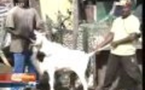 Journal de l'économie du lundi 07 Octobre 2013 (Walf-Tv)