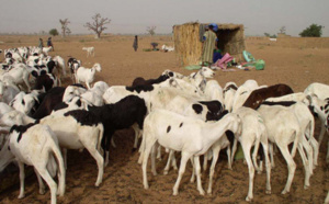 Touba-Khelcom: Des voleurs emportent une centaine de moutons !