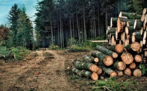 COP 26: 10.788 milliards 224 millions F CFA pour la protection et la restauration des forêts