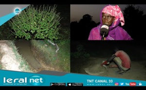 Richard-Toll: Pour soulager les cultivatrices, sauvez seulement "ndombo naana" et le tour est joué!