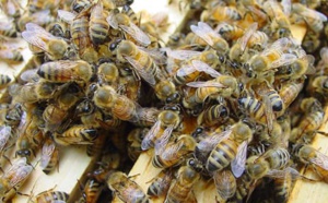 Village de Birkama: Un homme âgé tué par des piqûres d’abeilles