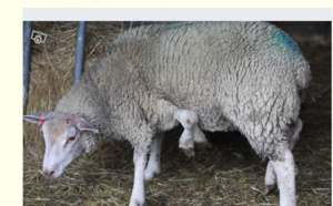 À vendre: mouton à cinq pattes